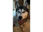 Adopt George a Black - with White Husky / Mixed dog in Minneapolis