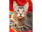 Adopt Tucson a Brown Tabby Domestic Shorthair (short coat) cat in Seminole Blvd