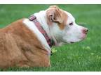 Adopt Chops a Tan/Yellow/Fawn - with White American Staffordshire Terrier /