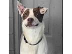 Adopt Clarkson a White - with Brown or Chocolate Pointer / Treeing Walker