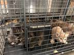 Adopt 52674595 a Gray or Blue Domestic Shorthair / Domestic Shorthair / Mixed
