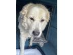 Adopt Stray- E Sweetwater Dr. a White Mixed Breed (Large) / Mixed dog in