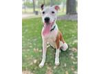 Adopt Lola a White - with Brown or Chocolate American Pit Bull Terrier / Bull