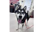 Adopt Celeste a Black - with White Husky / Mixed dog in Clayton, NJ (38499796)