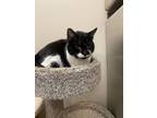 Adopt Hamilda a All Black Domestic Shorthair / Domestic Shorthair / Mixed cat in