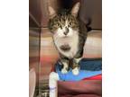 Adopt Jillie a White Domestic Shorthair / Domestic Shorthair / Mixed cat in