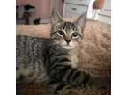Adopt Dana a Brown Tabby Domestic Shorthair (short coat) cat in Toms River