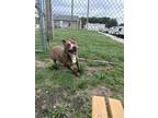 Adopt Remi a Brown/Chocolate - with White Pit Bull Terrier / Mixed dog in