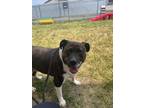 Adopt Marley a Brindle - with White Pit Bull Terrier / Mixed dog in Clayton