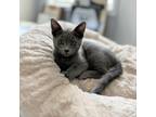 Adopt Velcro a Gray or Blue Domestic Shorthair / Domestic Shorthair / Mixed cat