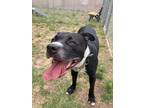 Adopt Stella a Black - with White Pit Bull Terrier / Mixed dog in Clayton