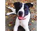 Adopt Stella a Black - with White American Staffordshire Terrier / Mixed dog in