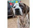 Adopt Cassidy a Brown/Chocolate - with White Boxer / Australian Cattle Dog /