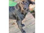 Adopt Goji a Black Terrier (Unknown Type, Medium) / Mixed dog in Broken Arrow