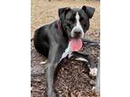 Adopt Quigley a American Pit Bull Terrier / Mixed dog in Hyde Park