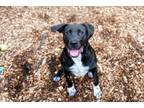 Adopt Luna a Labrador Retriever / Hound (Unknown Type) / Mixed dog in Hyde Park