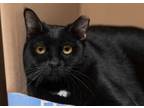 Adopt Sirius a Domestic Short Hair