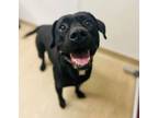 Adopt Liquorice (Trap) a Mixed Breed