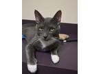 Adopt Smokey a Domestic Short Hair