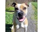 Adopt Rocky a Mixed Breed, Pit Bull Terrier