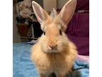 Adopt Jean Ralphio a Lionhead