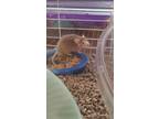 Adopt Cheese a Mouse small animal in Port St. Lucie, FL (38496548)