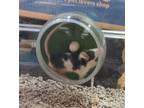 Adopt Biscuit a Mouse small animal in Port St. Lucie, FL (38496550)