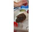 Adopt Fuzz a Guinea Pig small animal in Port St. Lucie, FL (38496551)