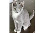 Adopt Benny a Gray or Blue (Mostly) Domestic Shorthair (short coat) cat in