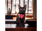 Adopt Tiana a All Black Domestic Shorthair (long coat) cat in Dallas