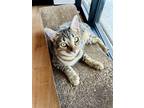 Adopt Eddy a Brown Tabby Domestic Shorthair (short coat) cat in Dallas