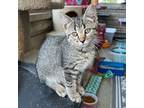 Adopt Cherokee a Gray, Blue or Silver Tabby Domestic Shorthair (short coat) cat