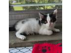 Adopt Teriyaki a Black & White or Tuxedo Domestic Shorthair (short coat) cat in