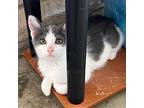 Adopt Sake a White (Mostly) Domestic Shorthair (short coat) cat in Somerset
