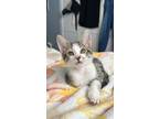 Adopt Clark a Brown Tabby Domestic Shorthair (short coat) cat in Lauderhill