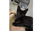 Adopt Tinker Bell a Black (Mostly) Domestic Mediumhair (medium coat) cat in