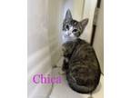 Adopt Chica a Brown Tabby Domestic Shorthair (short coat) cat in Alamo