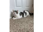 Adopt Elsa a Black & White or Tuxedo Domestic Shorthair (short coat) cat in