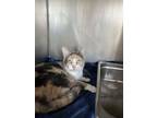 Adopt Callie a Domestic Short Hair