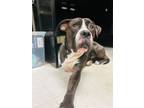 Adopt Hopper a Pit Bull Terrier, Boxer