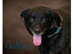 Adopt Gulliver a Black Labrador Retriever