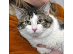 Adopt Abel a Domestic Short Hair