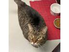 Adopt Bandit & Pirate a Domestic Short Hair