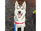 Adopt Earf a Husky