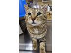 Adopt MR. CLEAN a Domestic Short Hair