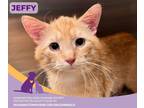 Adopt Jeffy a Domestic Medium Hair