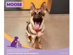 Adopt moose a German Shepherd Dog