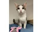 Adopt Hopscotch a Domestic Short Hair