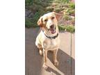 Adopt Shadow a Yellow Labrador Retriever