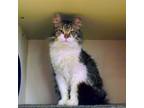 Adopt Fuzzy (25-166) a Domestic Medium Hair